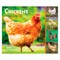 Chickens | 2026 6 x 5 Inch Daily Desktop Box Calendar | New Page Every Day